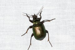 Calosoma schayeri