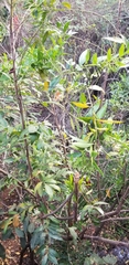 Kraussia floribunda