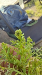 Lepidium strictum