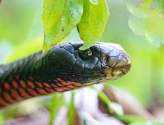 Pseudechis porphyriacus