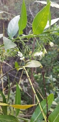 Kraussia floribunda