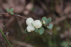 Symphoricarpos microphyllus