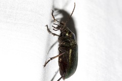 Calosoma schayeri