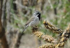 Amphispiza bilineata