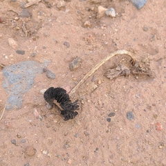 Montagnea arenaria