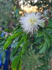 Calliandra