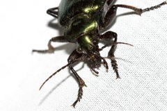 Calosoma schayeri