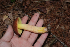 Hemileccinum rubropunctum