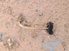 Montagnea arenaria