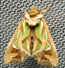 Cosmodes elegans