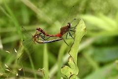 Sympetrum obtrusum