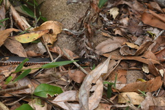 Pseudechis porphyriacus