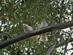 Cacatua tenuirostris
