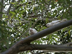 Cacatua tenuirostris