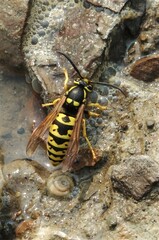Vespula atropilosa