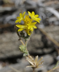 Lessingia glandulifera