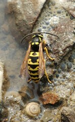 Vespula atropilosa