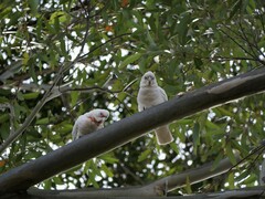 Cacatua tenuirostris