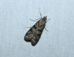 Nomophila nearctica
