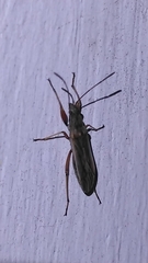 Paromius longulus