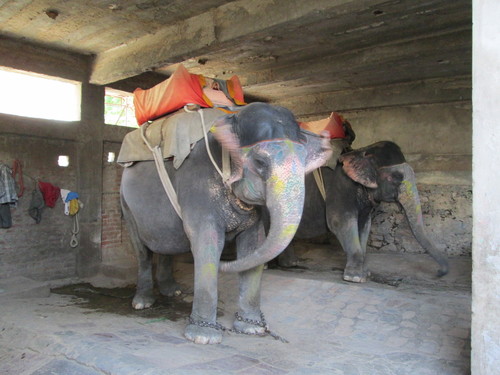 Elephas maximus
