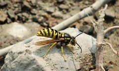 Vespula atropilosa