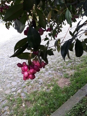 Syzygium paniculatum