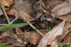 Pseudechis porphyriacus