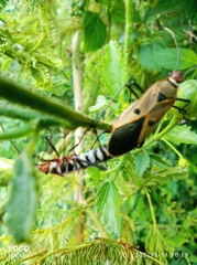 Dysdercus cingulatus