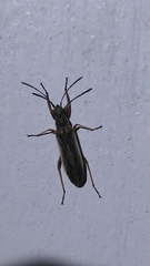 Paromius longulus