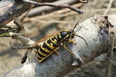 Vespula atropilosa