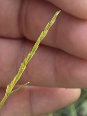 Sporobolus vaginiflorus