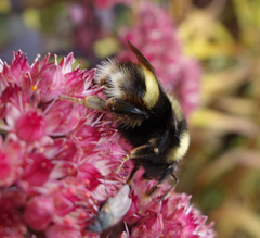 Bombus mckayi