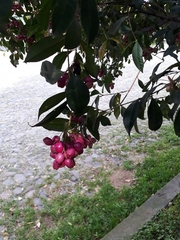Syzygium paniculatum