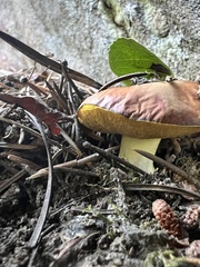 Suillus brevipes