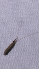 Leptoceridae