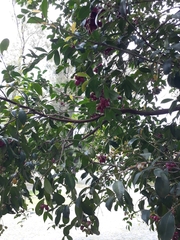 Syzygium paniculatum