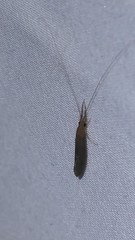 Leptoceridae