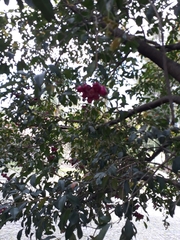 Syzygium paniculatum