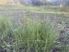 Sporobolus vaginiflorus