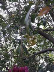 Syzygium paniculatum
