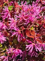 Loropetalum chinense