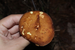 Hemileccinum rubropunctum