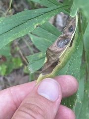 Nemorimyza posticata