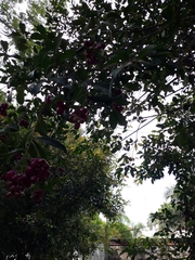 Syzygium paniculatum