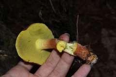 Hemileccinum rubropunctum