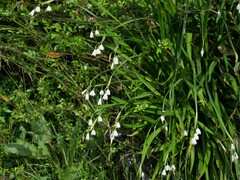 Leucojum aestivum