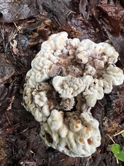 Hydnellum peckii
