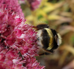 Bombus mckayi