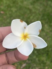 Plumeria